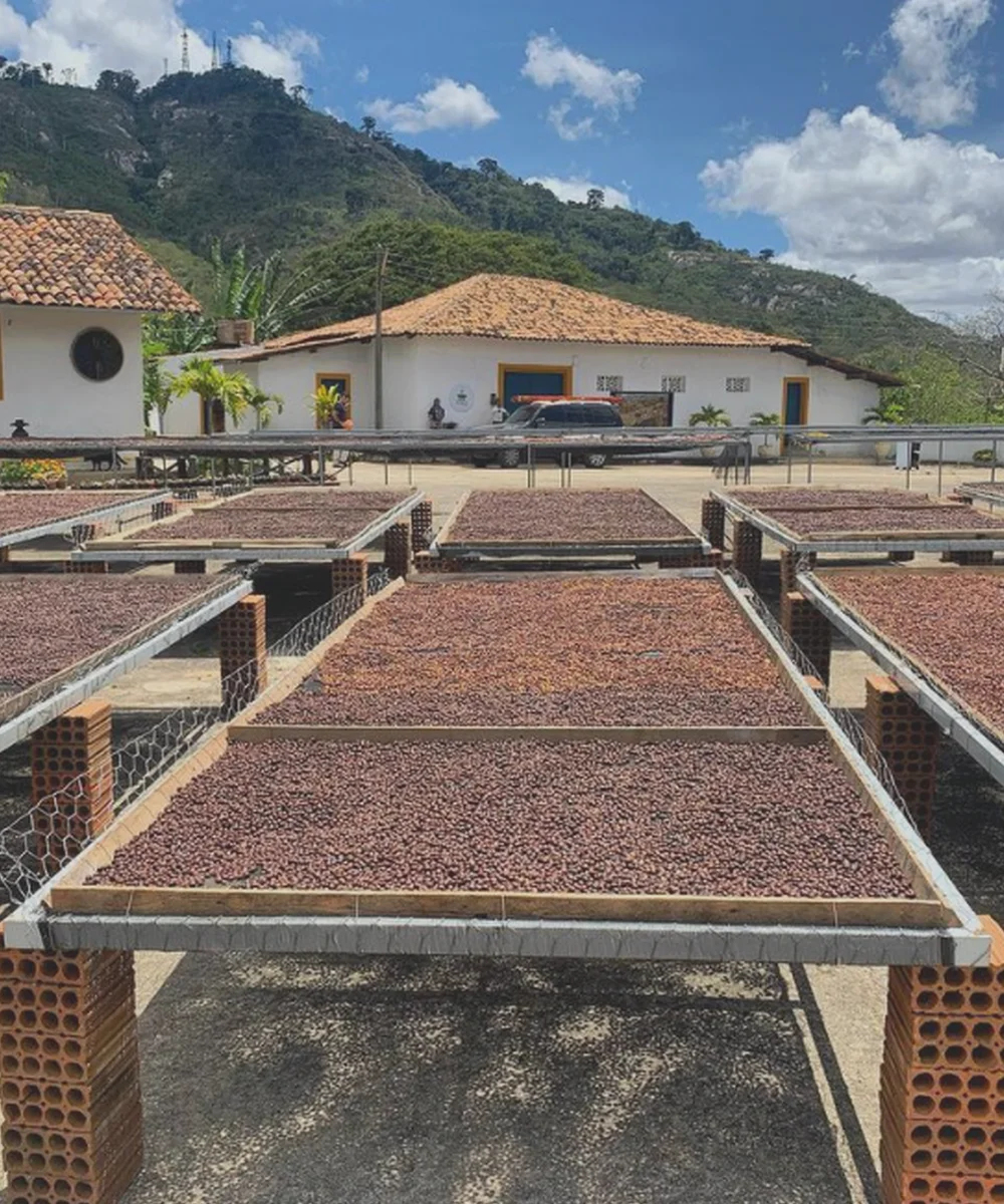 Rota do Café em Taquaritinga do Norte (PE) - Imagem 2
